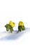 Winter aconite (Eranthis hyemalis) in snow