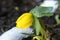 Winter aconite flower with snow