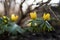 Winter aconite flowers with shallow DOF