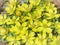 Winter Aconite in full bloom, earliest blooming yellow flowers