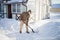 Winter activity, young man shoveling snow.