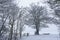 Winter afternoon, tewin, hertfordshire. snowy wood