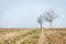 Winter agricultural landscape