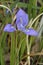 Winter or Algerian Iris