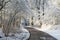 Winter alley running between trees covered with snow