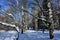 Winter alleys, snow-covered forest on a sunny day. High snowdrifts on the road. Straight rows of trees