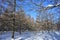 Winter alleys, snow-covered spruce forest on a sunny day. High drifts of snow. Straight rows of trees