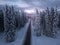 Winter alpine forest at Pokljuka Slovenia covered in snow at dawn