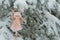 Winter angel on a snowy tree.Christmas and New Years time. Christmas symbol. Snowfall. Snow fairy. Christmas tree toy.