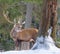 Winter animal portrait of a single majestic red deer / elk with large antlers standing behind a tree