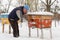 Winter on the apiary. Beekeeper winter monitors the status of bees in the hive. Winter bees in the hives in the yard.