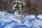 In winter arctic fox Vulpes lagopus
