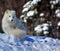 In winter arctic fox Vulpes lagopus,