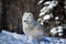 In winter arctic fox Vulpes lagopus,