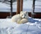 In winter arctic fox Vulpes lagopus