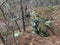 Winter in Arkansas, forest scenery with rocky outcropping