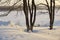 Winter, as well as the evening, two trees high on a hill on the frozen river