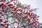 Winter ashberry tree under the snow. Groups of bright red berries, mountain ash.