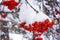 Winter ashberry under the snow close up. Groups of bright red berries, mountain ash.