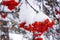 Winter ashberry under the snow close up. Groups of bright red berries, mountain ash