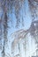 Winter atmospheric landscape with frost-covered dry plants during snowfall.Frosty winter day - snowy branch closeup