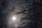 Winter atmospheric night forest scene with falling snow from sky and full moon backlight illuminating bare tree branches