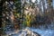 Winter in the autumn - Snowy colorful forest with a road at sun