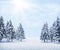 Winter background with a blizzard in the spruce forest. Snow-covered Christmas trees in snowdrifts. Christmas snowfall