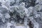 Winter background. A coniferous tree in hoarfrost and snow