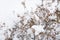 Winter background. Dry flowers and spikelets grass covered with a frost.