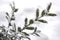 Winter background with frosty boxwood. Evergreen boxwood bushes under snow on a snowy background. Boxwood leaves in the snow