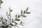 Winter background with frosty boxwood. Evergreen boxwood bushes under snow on a snowy background. Boxwood leaves in the snow