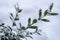 Winter background with frosty boxwood. Evergreen boxwood bushes under snow on a snowy background. Boxwood leaves in the snow