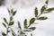 Winter background with frosty boxwood. Evergreen boxwood bushes under snow on a snowy background. Boxwood leaves in the snow