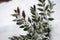 Winter background with frosty boxwood. Evergreen boxwood bushes under snow on a snowy background. Boxwood leaves in the snow