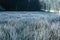 Winter background of frosty grass in the morning copy space.Swamp with reeds in hoarfrost forest in background.Blurry nature