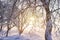 Winter background. Frosty trees branches in golden sunlight at sunset. Hoarfrost on tree and plants. Winter scene