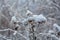 Winter background, morning frost on the grass in ice