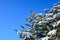 Winter background with snowered branches of an evergreen against clear blue sky