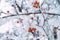 Winter background of snowy tree branches with red berries. Winter forest with falling snow.