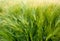 winter barley, close up of spikelets, samples