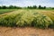 winter barley, lines of demo field, sectors demo plots of new varieties cereals
