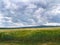 Winter barley in various images in the wild