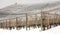 Winter Barolo vineyards panorama. Color image