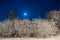 Winter beautiful landscape. The moon shines on the blue sky. Night nature with trees in the snow. A lot of fluffy