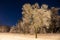 Winter beautiful landscape. Night nature with trees in the snow. A lot of fluffy snow. Forest with trees