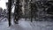 Winter beauty in forest, steadycam shot in snowy woodland, slow motion
