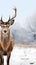 Winter beauty a majestic deer against a snowy white backdrop