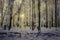 Winter beech forest