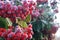 Winter berries on a cold, frosty morning